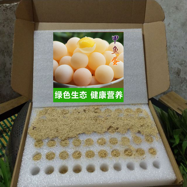 44甲魚蛋托